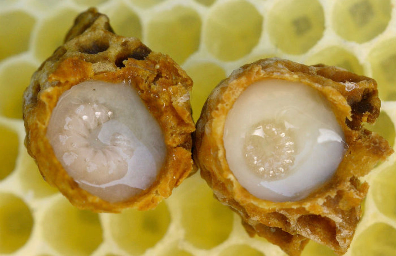 Unveiling the Royal Treatment: The Amazing Benefits of Royal Jelly